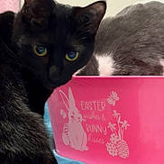 Sushi is registered to the contest to win money with this photo: black_cat, gray_cat, easter_basket, pink_basket, cat, pets, animal, domestic_cat, feline, curious, relaxed, indoor, close_up, soft_lighting, decorative, easter, bunny, eggs, two_cats, cute