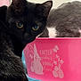 animal, black_cat, bunny, cat, close_up, curious, cute, decorative, domestic_cat, easter, easter_basket, eggs, feline, gray_cat, indoor, pets, pink_basket, relaxed, soft_lighting, two_cats