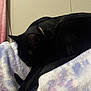 Sushi joined the competition — help win amazing prizes! black_cat, sleeping_cat, pet, indoor, blanket, cozy, fur, resting, animal, cute, soft_texture, collar, feline, relaxing, home, quiet, close_up, comfort, mammal, peaceful