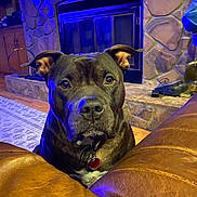 Zues is registered to the contest to win money with this photo: dog, pet, indoor, brown_leather, couch, fireplace, stone_wall, wood_floor, collar, tag, ears, face, eyes, snout, looking, cozy, home, furniture, ambient_light, calm