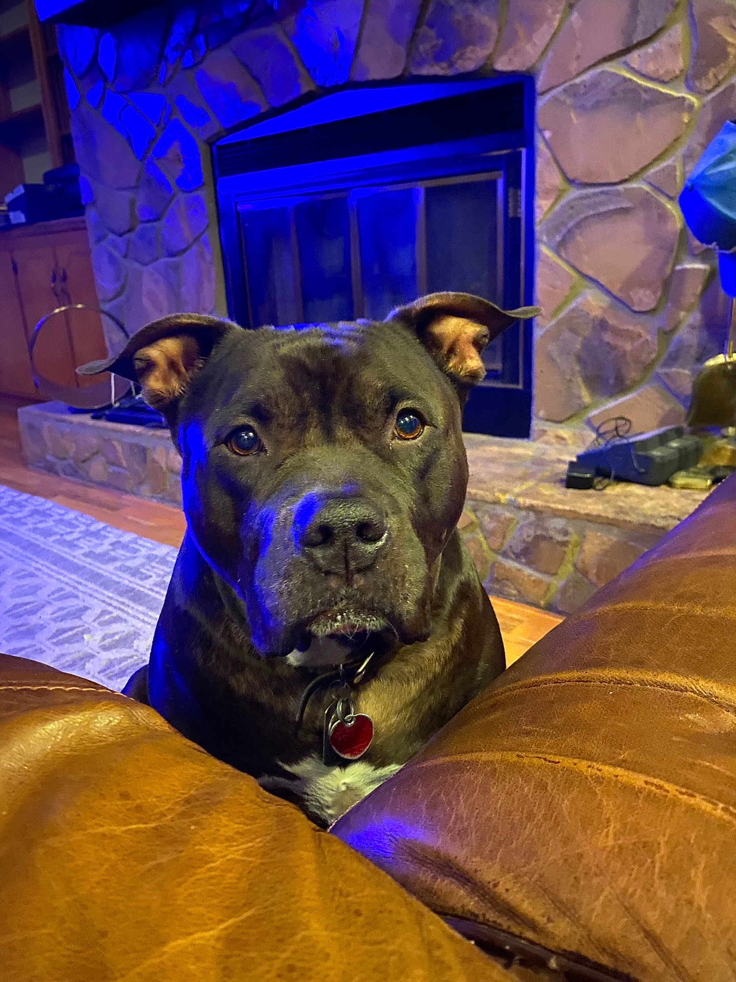 Zues is registered to the contest to win money with this photo: dog, pet, indoor, brown_leather, couch, fireplace, stone_wall, wood_floor, collar, tag, ears, face, eyes, snout, looking, cozy, home, furniture, ambient_light, calm