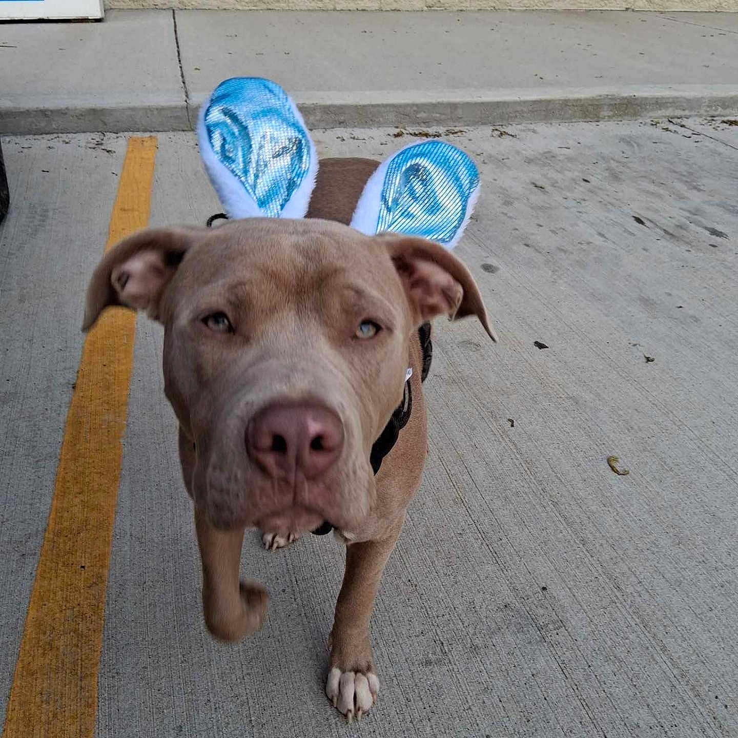 Copper is registered to the contest to win money with this photo: animal, ball, bulldog, canine, city, clothing, dog, footwear, path, pet, pitbull, puppy, road, sandal, shoe, sidewalk, sneaker, sport, tennis, tennisball