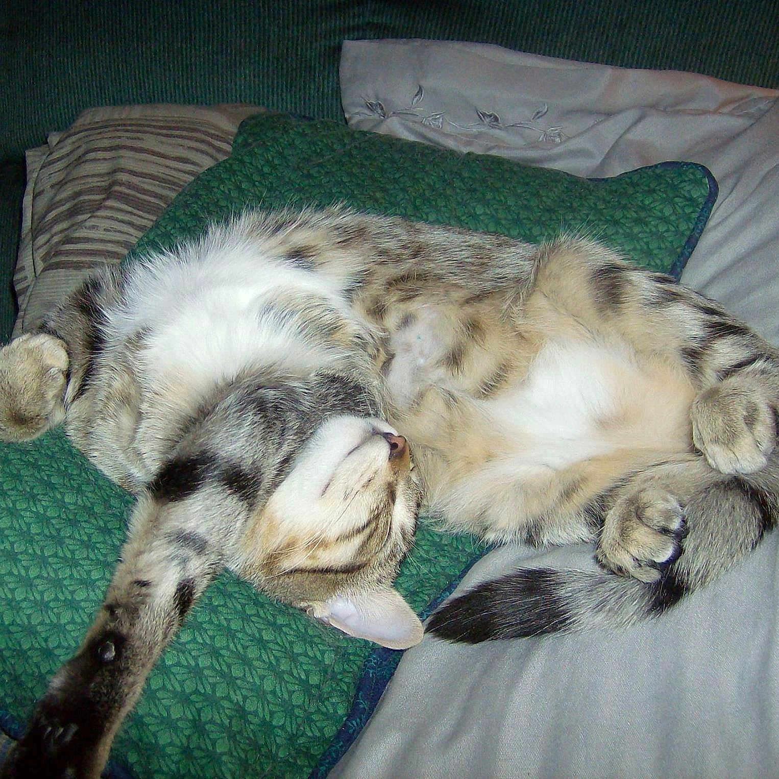 Littlerichard joined the competition — help win amazing prizes! abyssinian, animal, armchair, bed, bedroom, blanket, cat, chair, couch, cushion, egyptiancat, furniture, homedecor, indoors, kitten, manx, person, pet, room, sleeping