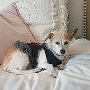 Lily is registered to the contest to win money with this photo: dog, bed, pillow, blanket, pet, sleepy, fur, small_dog, resting, cozy, indoor, cute_outfit, black_clothing, decor, home, relaxed, furniture, animal, ears, collar