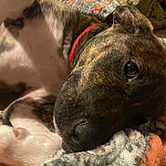 Buster is registered to the contest to win money with this photo: dog, brindle, paw, blanket, close_up, relaxed, pet, animal, fur, nose, ear, collar, indoor, cozy, resting, cute, sleepy, comfort, pattern, soft