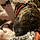Buster