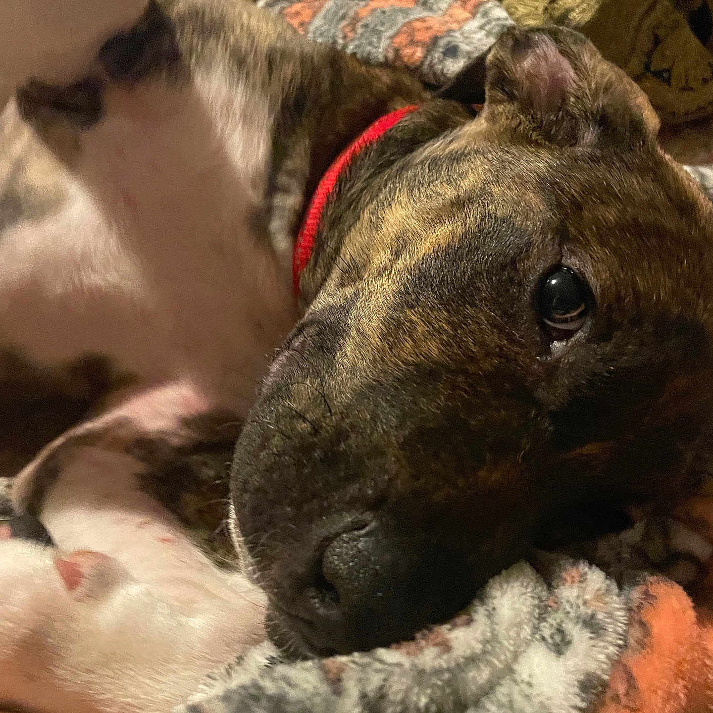 Buster is registered to the contest to win money with this photo: animal, blanket, brindle, close_up, collar, comfort, cozy, cute, dog, ear, fur, indoor, nose, pattern, paw, pet, relaxed, resting, sleepy, soft