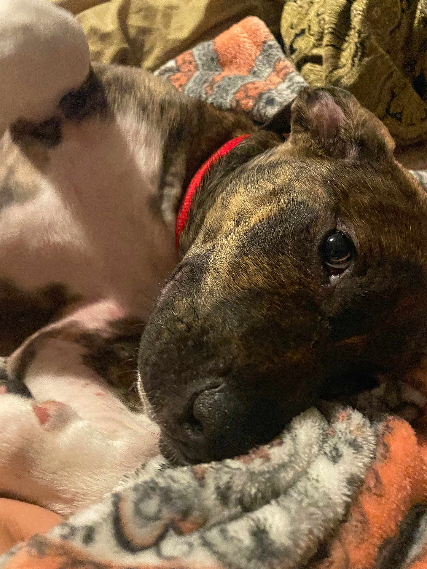 Buster is registered to the contest to win money with this photo: dog, brindle, paw, blanket, close_up, relaxed, pet, animal, fur, nose, ear, collar, indoor, cozy, resting, cute, sleepy, comfort, pattern, soft