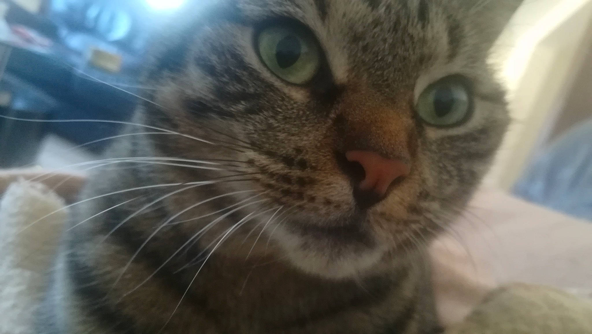 Lumen participe au concours pour gagner de l'argent avec cette photo : aegean_cat, american_shorthair, american_wirehair, asian, carnivore, cat, close_up, domestic_short_haired_cat, dragon_li, european_shorthair, eye, felidae, kitten, mammal, nose, small_to_medium_sized_cats, snout, tabby_cat, vertebrate, whiskers