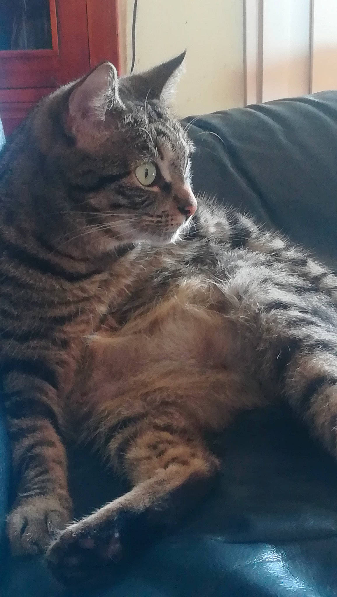 Lumen a rejoint le concours — aidez-le/la à gagner de superbes lots ! asian, british_shorthair, california_spangled, carnivore, cat, chartreux, domestic_short_haired_cat, dragon_li, european_shorthair, felidae, german_rex, mammal, nebelung, pixie_bob, small_to_medium_sized_cats, snout, tabby_cat, vertebrate, whiskers