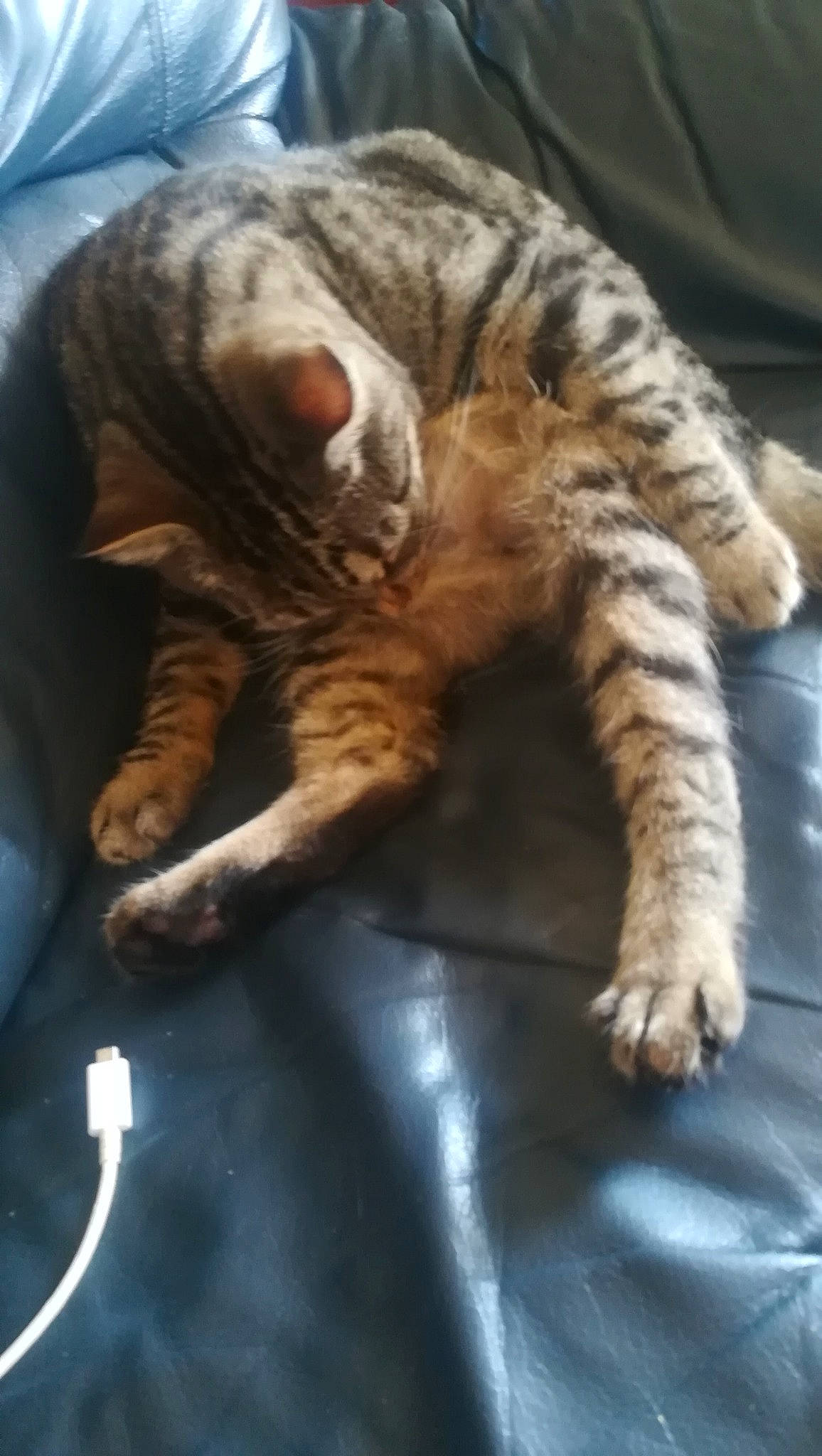 Lumen participe au concours pour gagner de l'argent avec cette photo : bengal, california_spangled, carnivore, cat, claw, domestic_short_haired_cat, dragon_li, european_shorthair, felidae, mammal, nap, ocicat, paw, pixie_bob, small_to_medium_sized_cats, snout, tabby_cat, toyger, vertebrate, whiskers