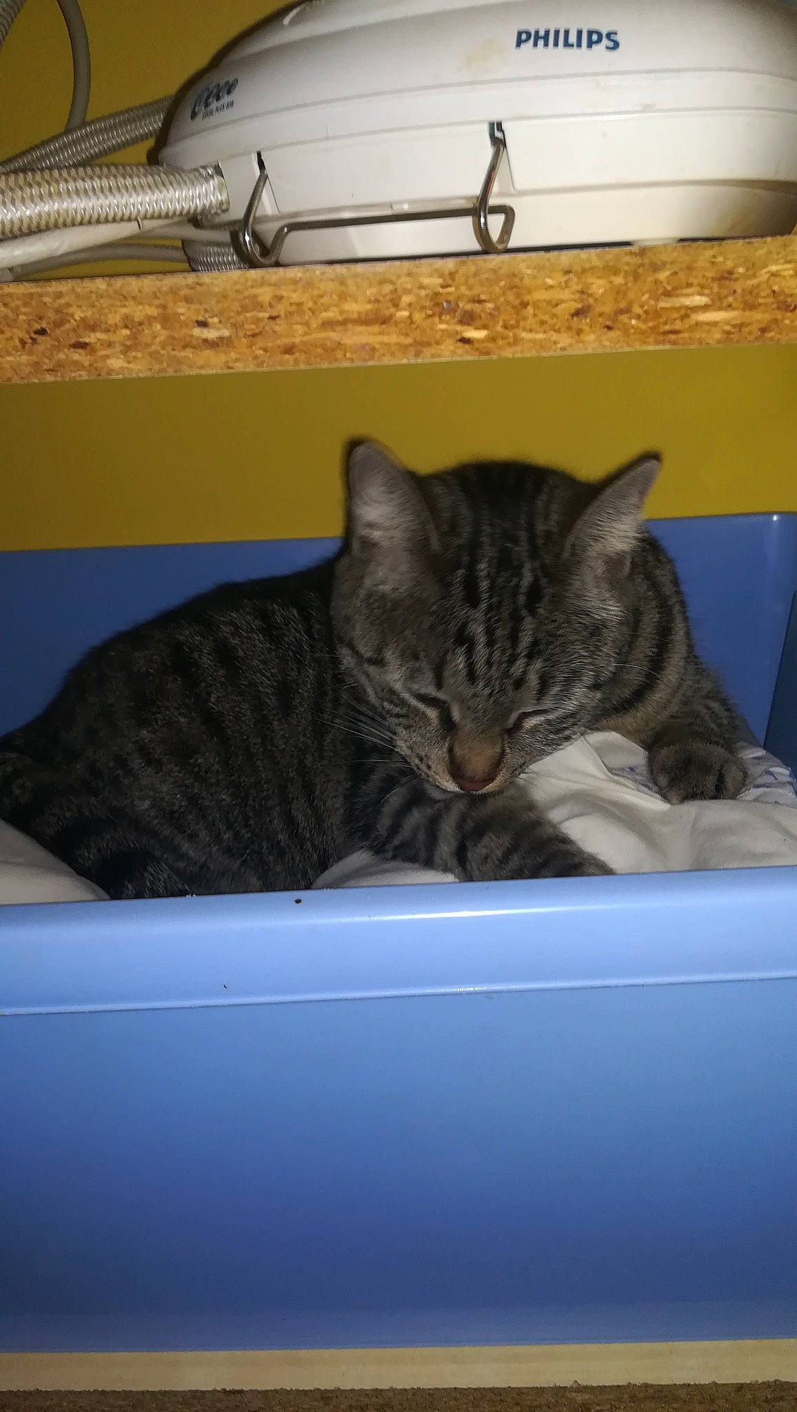 Lumen a rejoint le concours — aidez-le/la à gagner de superbes lots ! american_shorthair, asian, california_spangled, carnivore, cat, domestic_short_haired_cat, dragon_li, european_shorthair, felidae, nap, ocicat, small_to_medium_sized_cats, tabby_cat, whiskers