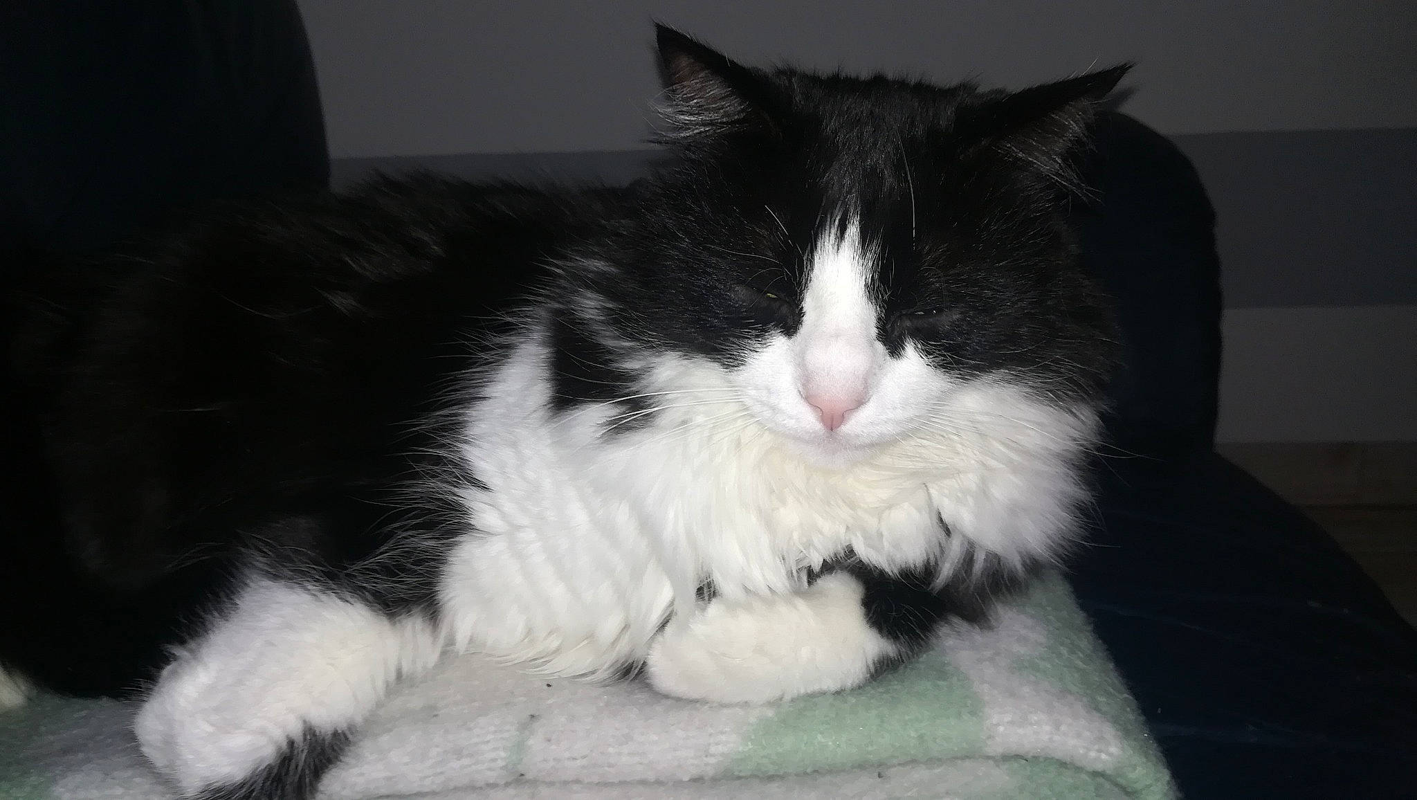 Félix a rejoint le concours — aidez-le/la à gagner de superbes lots ! black_and_white, british_semi_longhair, carnivore, cat, cymric, domestic_long_haired_cat, domestic_short_haired_cat, felidae, fur, kitten, mammal, napoleon_cat, norwegian_forest_cat, polydactyl_cat, ragamuffin, small_to_medium_sized_cats, snout, tail, vertebrate, whiskers