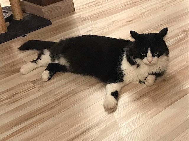 Félix a rejoint le concours — aidez-le/la à gagner de superbes lots ! black, black_and_white, black_cat, carnivore, cat, domestic_short_haired_cat, european_shorthair, felidae, floor, flooring, fur, hardwood, kitten, laminate_flooring, polydactyl_cat, small_to_medium_sized_cats, tail, whiskers, wood, wood_flooring