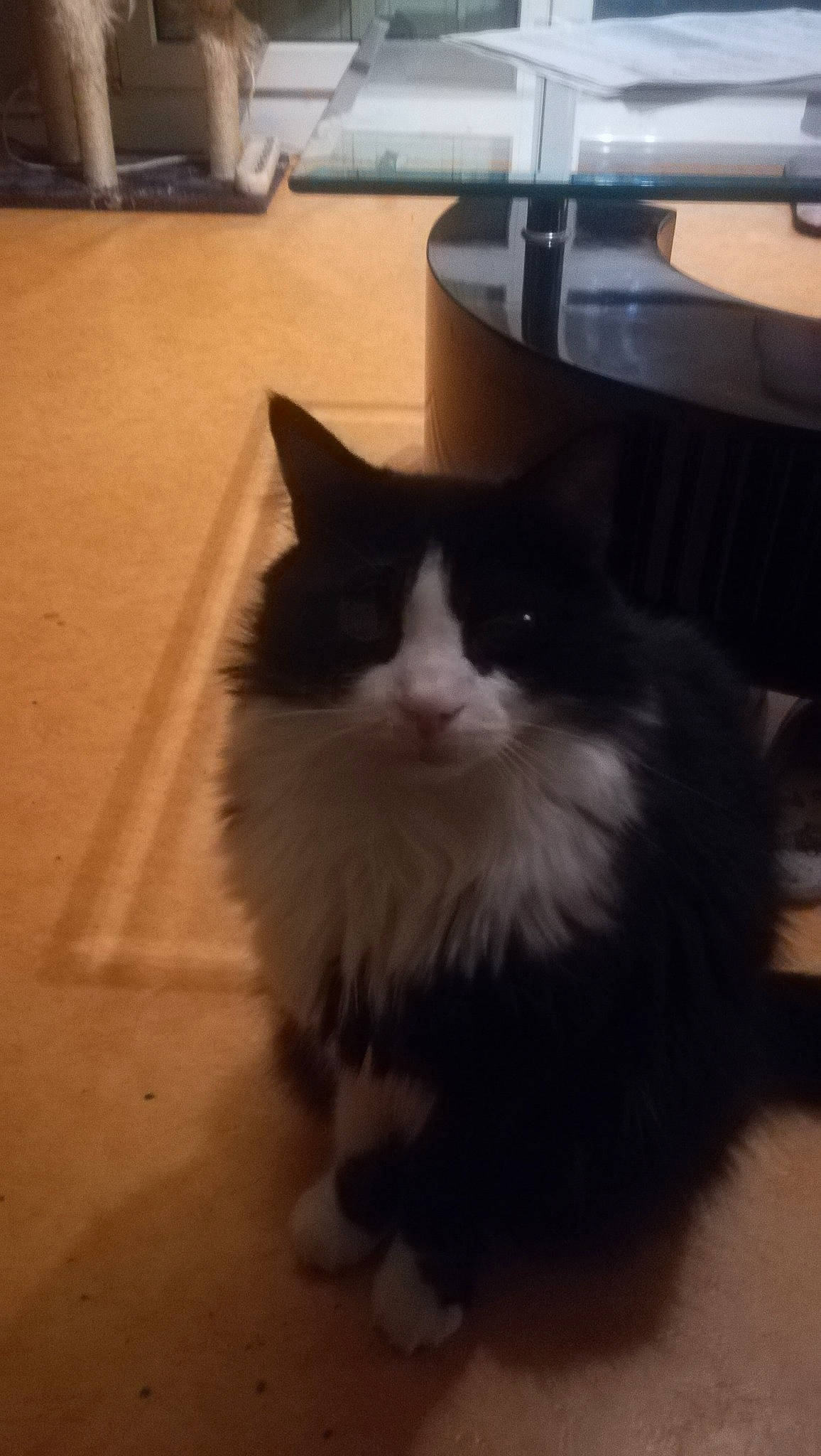 Félix participe au concours pour gagner de l'argent avec cette photo : black_and_white, carnivore, cat, domestic_long_haired_cat, domestic_short_haired_cat, ear, eye, felidae, fur, kitten, maine_coon, mammal, norwegian_forest_cat, ragamuffin, sky, small_to_medium_sized_cats, snout, square, tail, whiskers