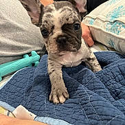 Rip joined the competition — help win amazing prizes! puppy, french_bulldog, dog, blue_quilt, toy, ear, paw, tattoo, arm, indoor, closeup, pet, animal, couch, pillow, curious, cute, small_dog, resting, home