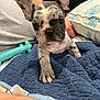 puppy, french_bulldog, dog, blue_quilt, toy, ear, paw, tattoo, arm, indoor, closeup, pet, animal, couch, pillow, curious, cute, small_dog, resting, home