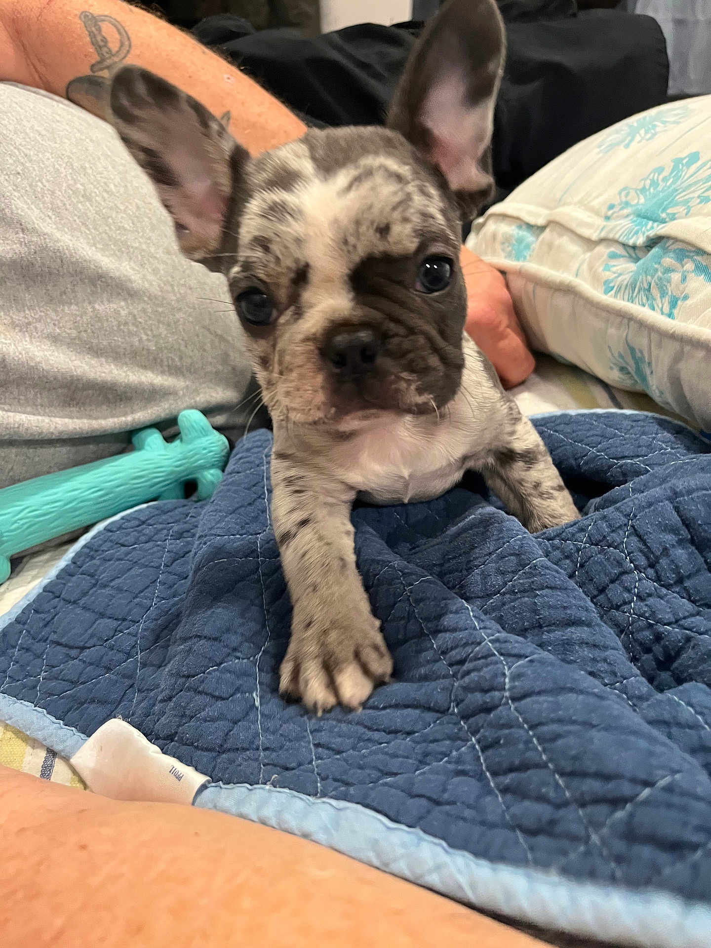 Rip joined the competition — help win amazing prizes! puppy, french_bulldog, dog, blue_quilt, toy, ear, paw, tattoo, arm, indoor, closeup, pet, animal, couch, pillow, curious, cute, small_dog, resting, home