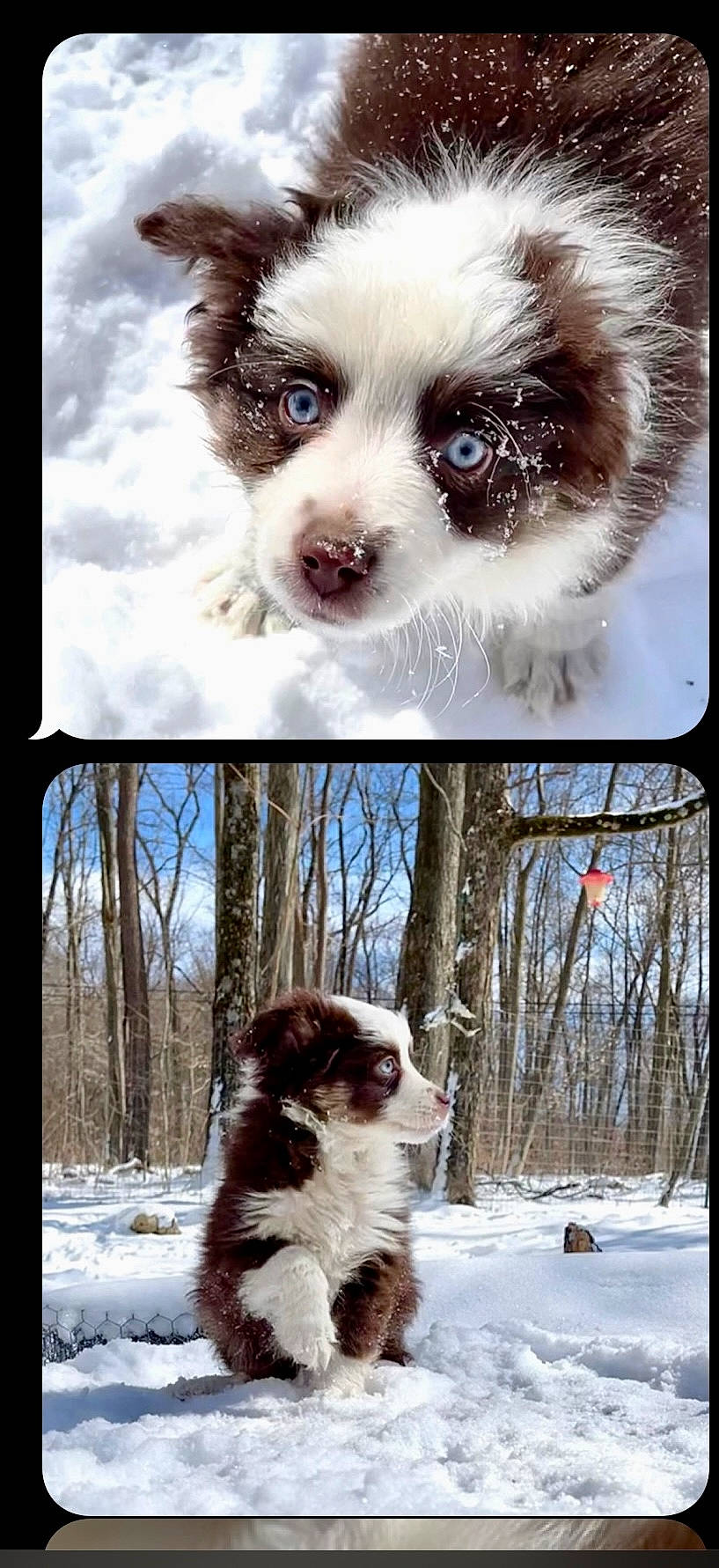 Haru is registered to the contest to win money with this photo: beauty, carnivore, companion_dog, dog, dog_breed, eyewear, fawn, freezing, light, liver, nature, photograph, plant, sky, snapshot, snout, snow, tree, whiskers, white