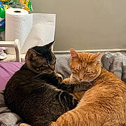 Scrappy joined the competition — help win amazing prizes! animal, bed, blanket, cat, companionship, cozy, cute, domestic, feline, fur, ginger_cat, household, indoor, pet, relaxed, resting, sleepy, snuggling, tabby_cat, whiskers