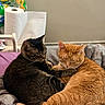 animal, bed, blanket, cat, companionship, cozy, cute, domestic, feline, fur, ginger_cat, household, indoor, pet, relaxed, resting, sleepy, snuggling, tabby_cat, whiskers
