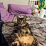 Scrappy joined the competition — help win amazing prizes! animal, bed, blanket, cat, chair, clutter, domestic_animal, ears, feline, furniture, indoor, looking_at_camera, paper_towel, pet, pillow, relaxing, striped, tabby_cat, whiskers, wide_eyes