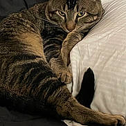 Scrappy joined the competition — help win amazing prizes! cat, tabby_cat, pet, feline, domestic_cat, bed, pillow, blanket, indoor, resting, close_up, whiskers, paw, tail, stripes, cozy, portrait, fur, looking_at_camera, sleepy