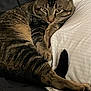 cat, tabby_cat, pet, feline, domestic_cat, bed, pillow, blanket, indoor, resting, close_up, whiskers, paw, tail, stripes, cozy, portrait, fur, looking_at_camera, sleepy