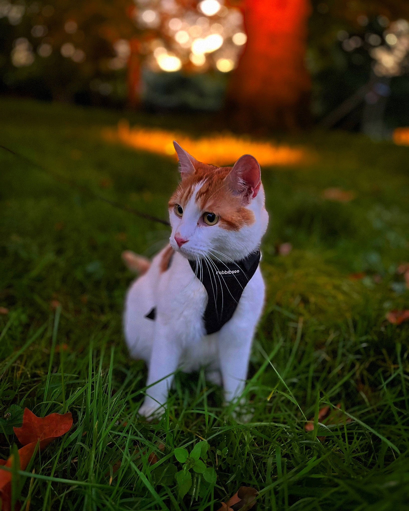 Sky a rejoint le concours — aidez-le/la à gagner de superbes lots ! carnivore, cat, fawn, felidae, fur, grass, happy, human_body, human_leg, lawn, morning, plant, sitting, small_to_medium_sized_cats, snout, sunlight, tail, tree, whiskers, wood