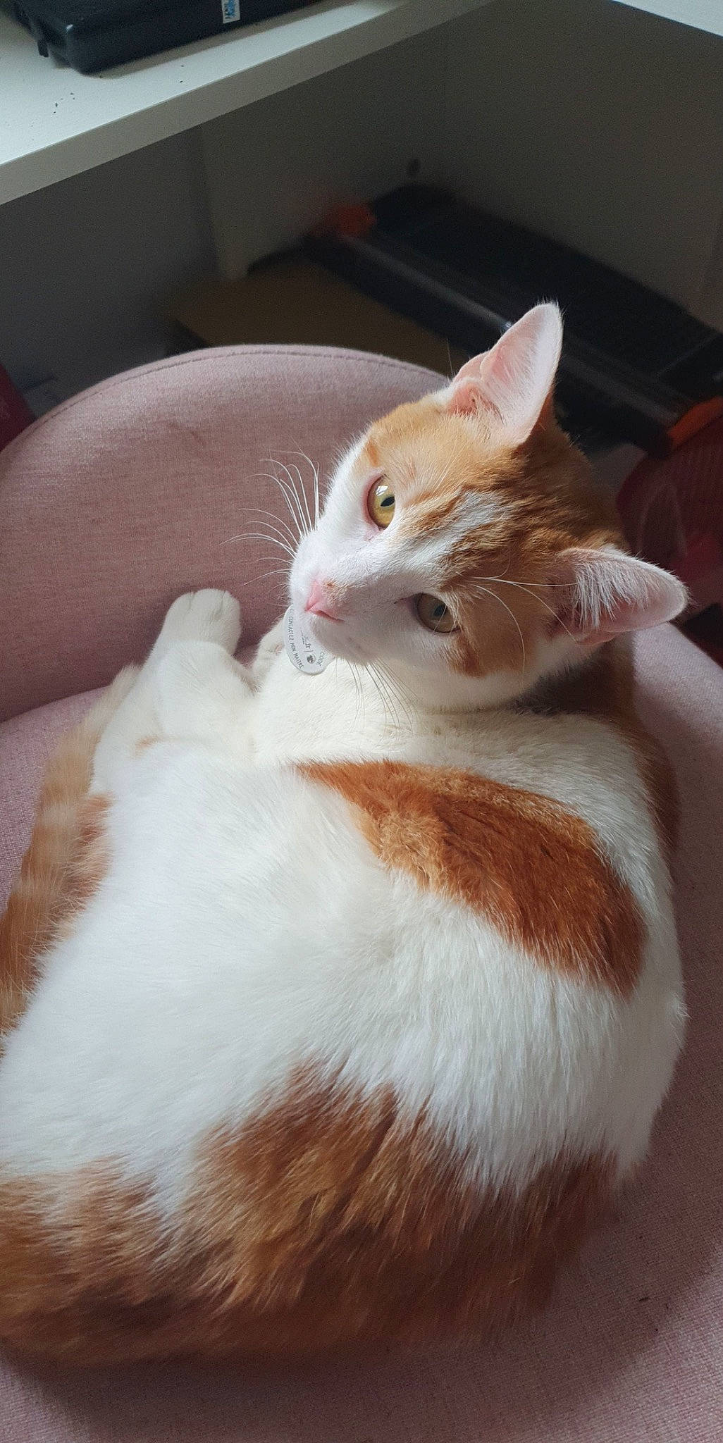 Sky a rejoint le concours — aidez-le/la à gagner de superbes lots ! carnivore, cat, claw, comfort, domestic_short_haired_cat, eye, fawn, felidae, fur, hardwood, human_body, human_leg, paw, sitting, small_to_medium_sized_cats, snout, tail, terrestrial_animal, whiskers, wood