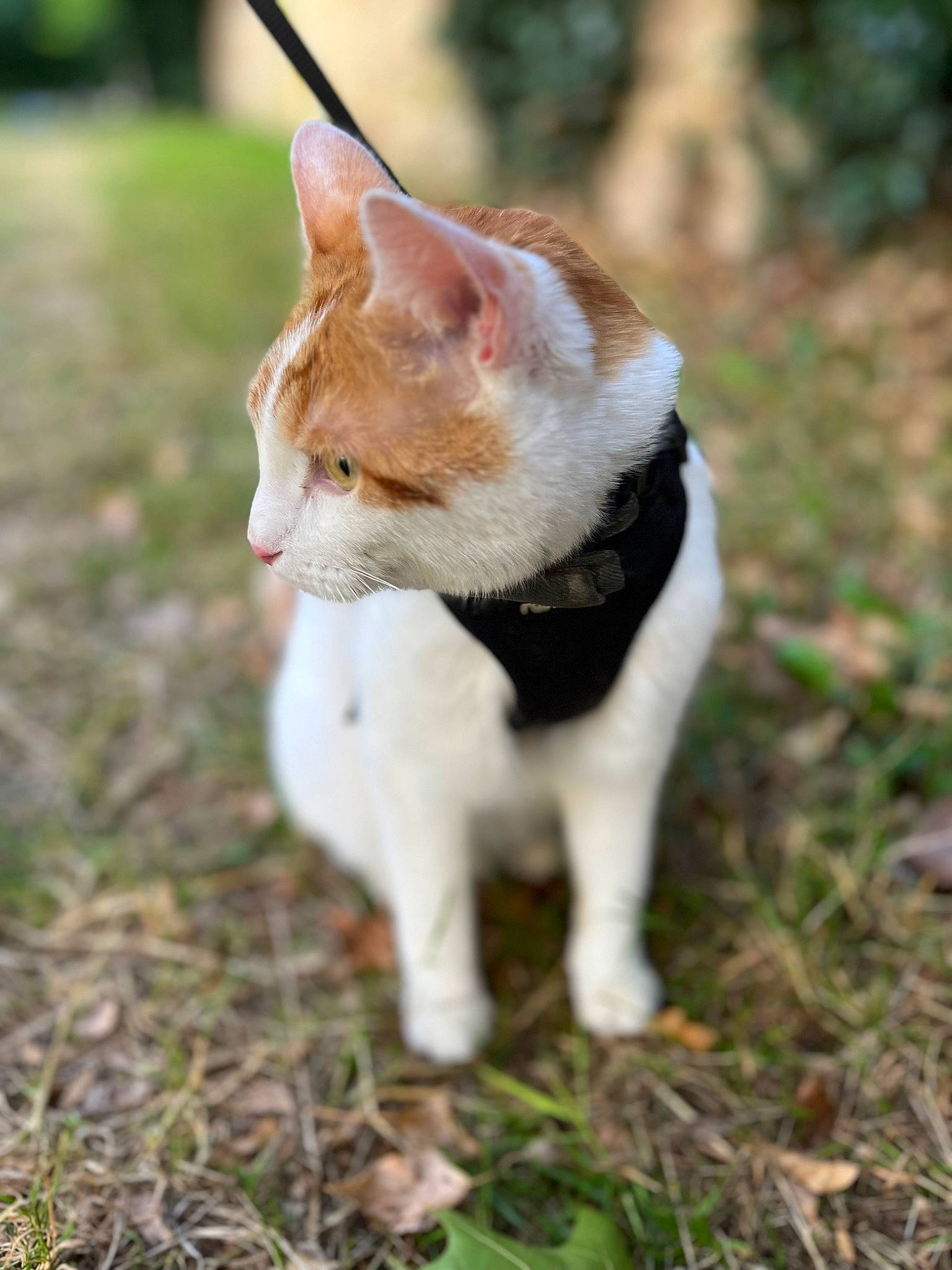 Sky a rejoint le concours — aidez-le/la à gagner de superbes lots ! canidae, carnivore, cat, companion_dog, dog_breed, domestic_short_haired_cat, eye, fawn, felidae, fur, grass, plant, small_to_medium_sized_cats, snout, sporting_group, tail, terrestrial_animal, tree, whiskers, wood