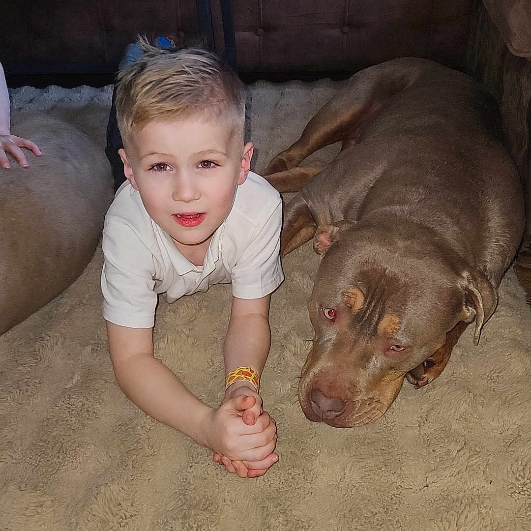 Hanley is registered to the contest to win money with this photo: animal, bodypart, boy, canine, child, couch, dog, elephant, face, finger, furniture, hand, head, homedecor, hound, labradorretriever, male, person, pet, wood