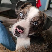 Bluey joined the competition — help win amazing prizes! puppy, dog, blue_eyes, close_up, pet, animal, indoor, couch, fur, cute, young_dog, brown_fur, white_fur, black_fur, nose, looking_up, domestic_animal, companion, relaxed, lap