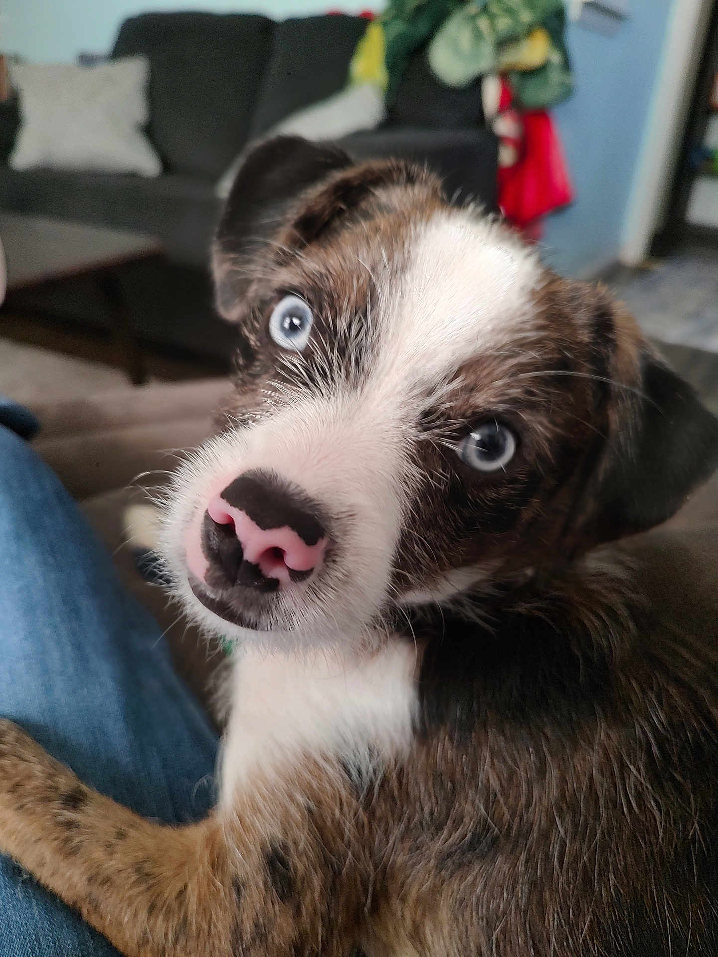 Bluey joined the competition — help win amazing prizes! puppy, dog, blue_eyes, close_up, pet, animal, indoor, couch, fur, cute, young_dog, brown_fur, white_fur, black_fur, nose, looking_up, domestic_animal, companion, relaxed, lap