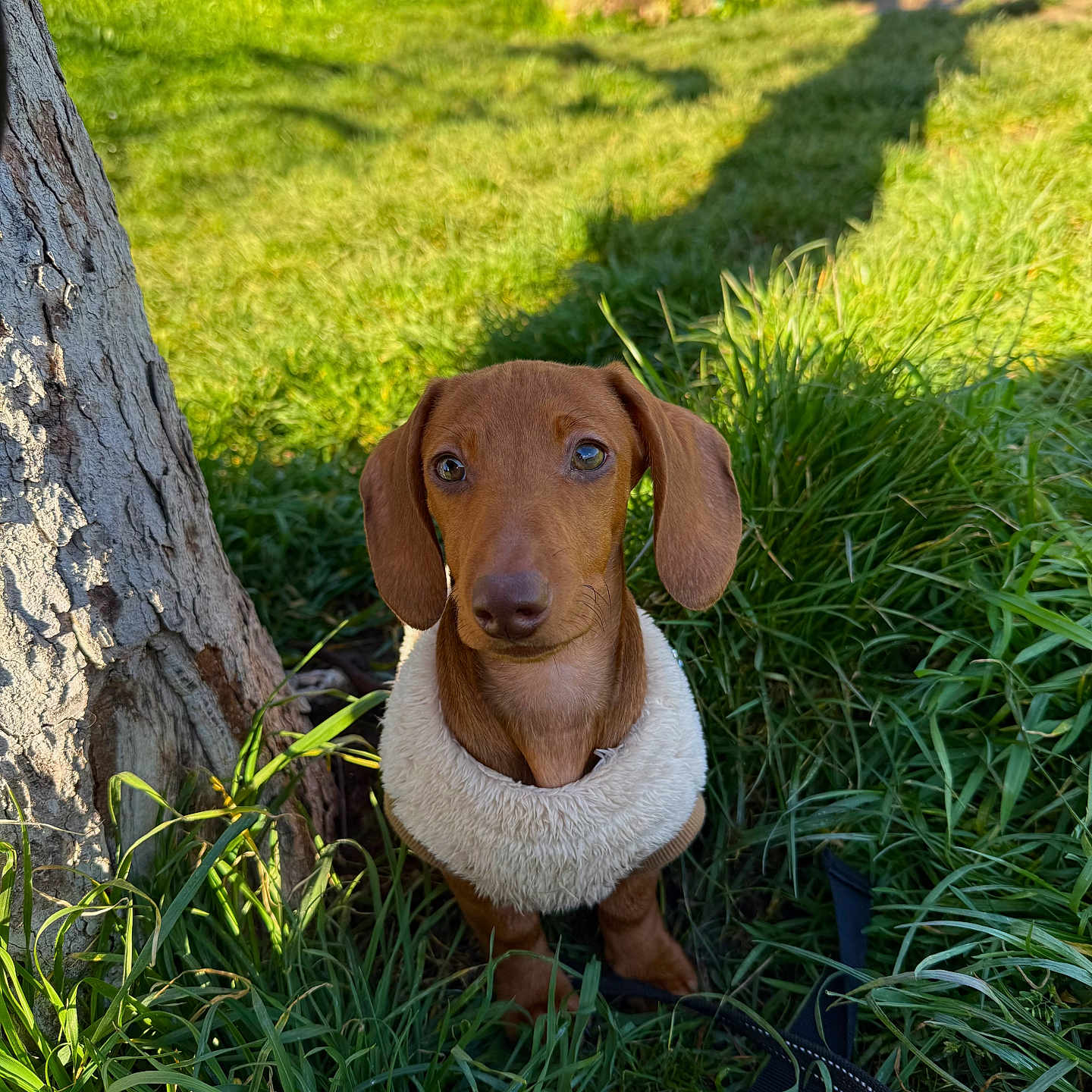 Mocca