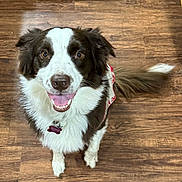 Victoria joined the competition — help win amazing prizes! dog, brown, white, happy, smiling, pet, canine, fur, tail, collar, indoor, floor, wooden_floor, looking_up, ears, tongue, friendly, cute, animal, domestic