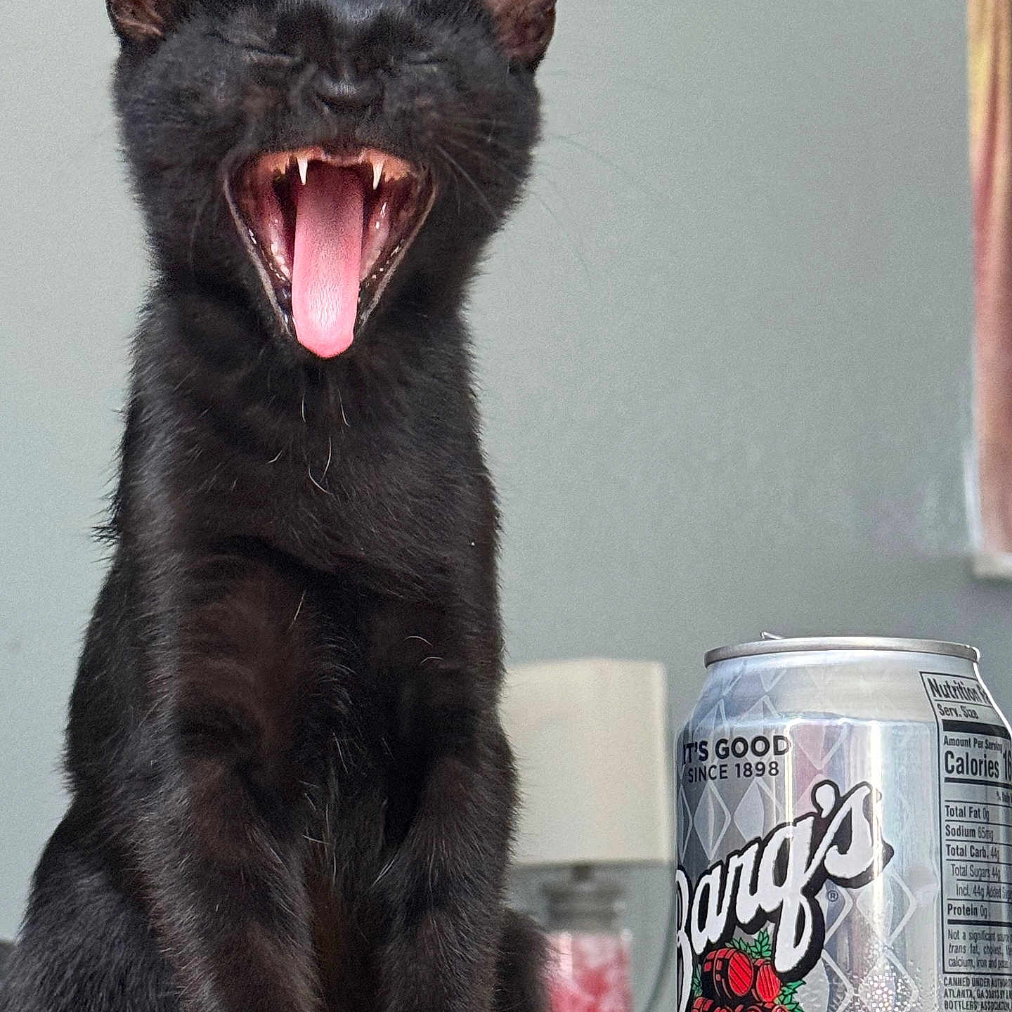 Midnight joined the competition — help win amazing prizes! alcohol, aluminium, animal, beer, beverage, blackcat, bodypart, can, cannedgoods, cat, coke, food, mouth, person, pet, qrcode, soda, teeth, tin, tongue