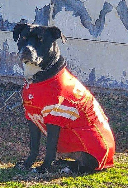 Bobo joined the competition — help win amazing prizes! art, canidae, carnivore, collar, companion_dog, dog, dog_breed, dog_clothes, dog_collar, dog_supply, fashion_accessory, fawn, grass, leash, personal_protective_equipment, pet_supply, plant, sporting_group, tail, working_animal