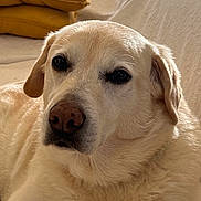 Malou a rejoint le concours — aidez-le/la à gagner de superbes lots ! dog, labrador_retriever, pet, animal, canine, close_up, fur, nose, ear, couch, pillow, indoor, relaxed, light, texture, portrait, living_room, yellow, cream, comfortable