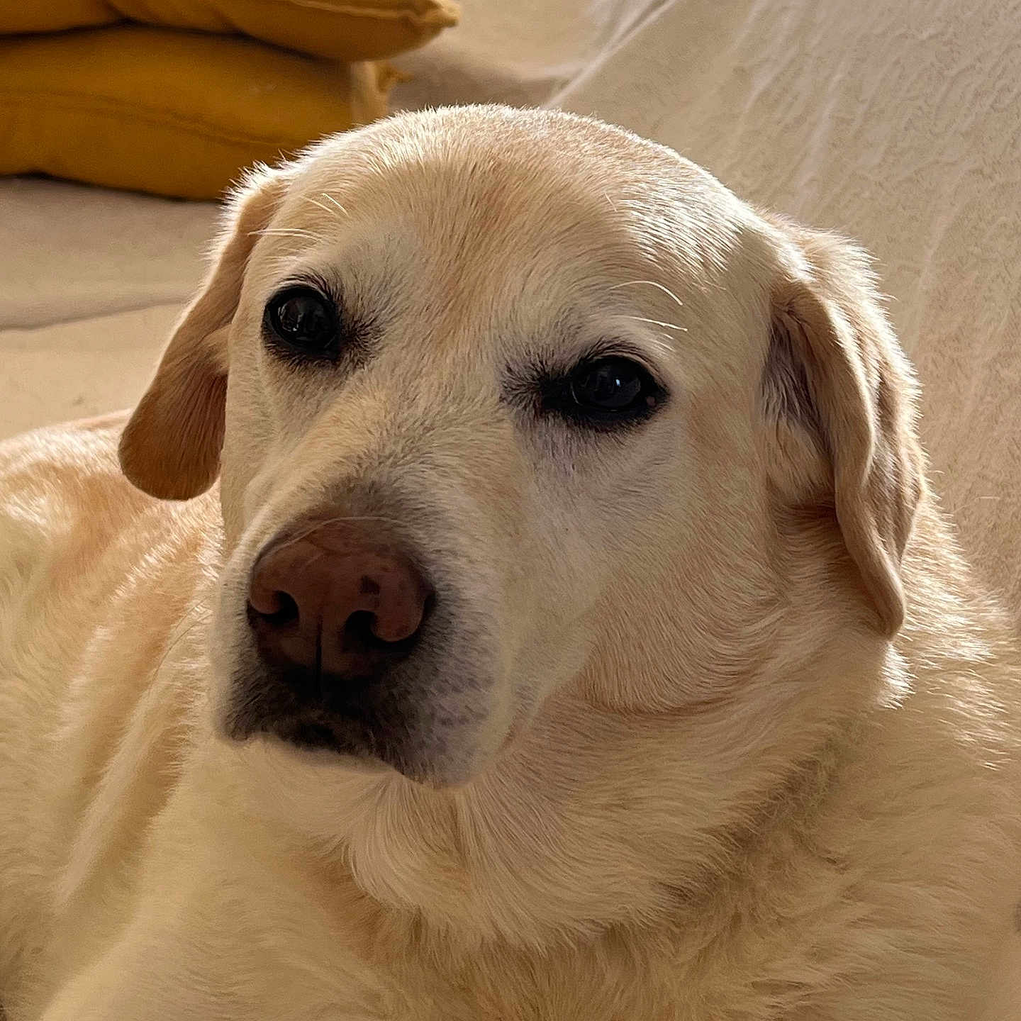 Malou a rejoint le concours — aidez-le/la à gagner de superbes lots ! dog, labrador_retriever, pet, animal, canine, close_up, fur, nose, ear, couch, pillow, indoor, relaxed, light, texture, portrait, living_room, yellow, cream, comfortable