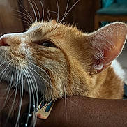 Rooxie a rejoint le concours — aidez-le/la à gagner de superbes lots ! cat, orange_tabby, whiskers, fur, ear, close_up, indoor, resting, animal, pet, human_arm, relaxation, domestic_cat, feline, soft_light, detailed_texture, muzzle, comfort, companion, portrait