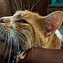 cat, orange_tabby, whiskers, fur, ear, close_up, indoor, resting, animal, pet, human_arm, relaxation, domestic_cat, feline, soft_light, detailed_texture, muzzle, comfort, companion, portrait