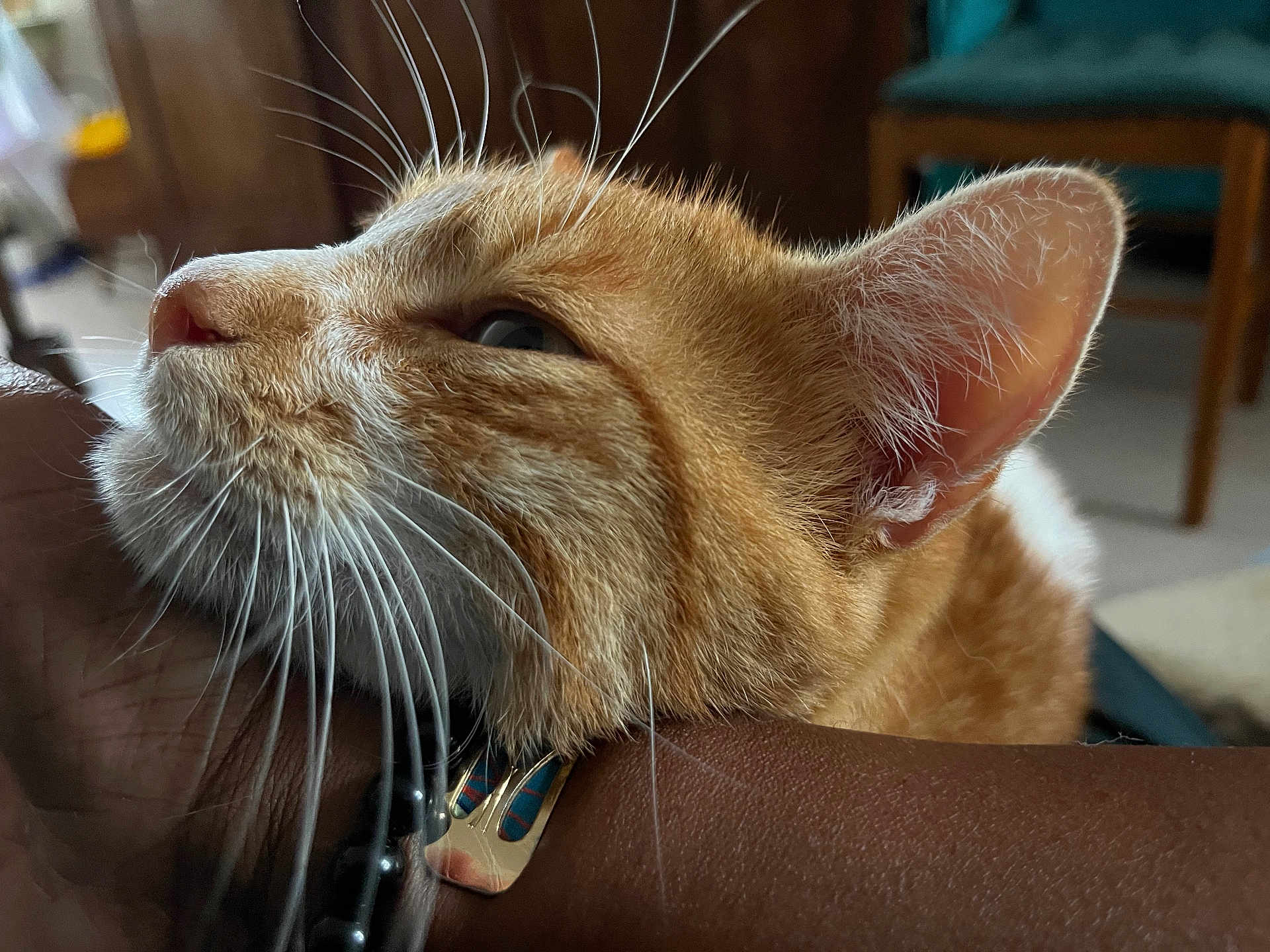 Rooxie a rejoint le concours — aidez-le/la à gagner de superbes lots ! cat, orange_tabby, whiskers, fur, ear, close_up, indoor, resting, animal, pet, human_arm, relaxation, domestic_cat, feline, soft_light, detailed_texture, muzzle, comfort, companion, portrait