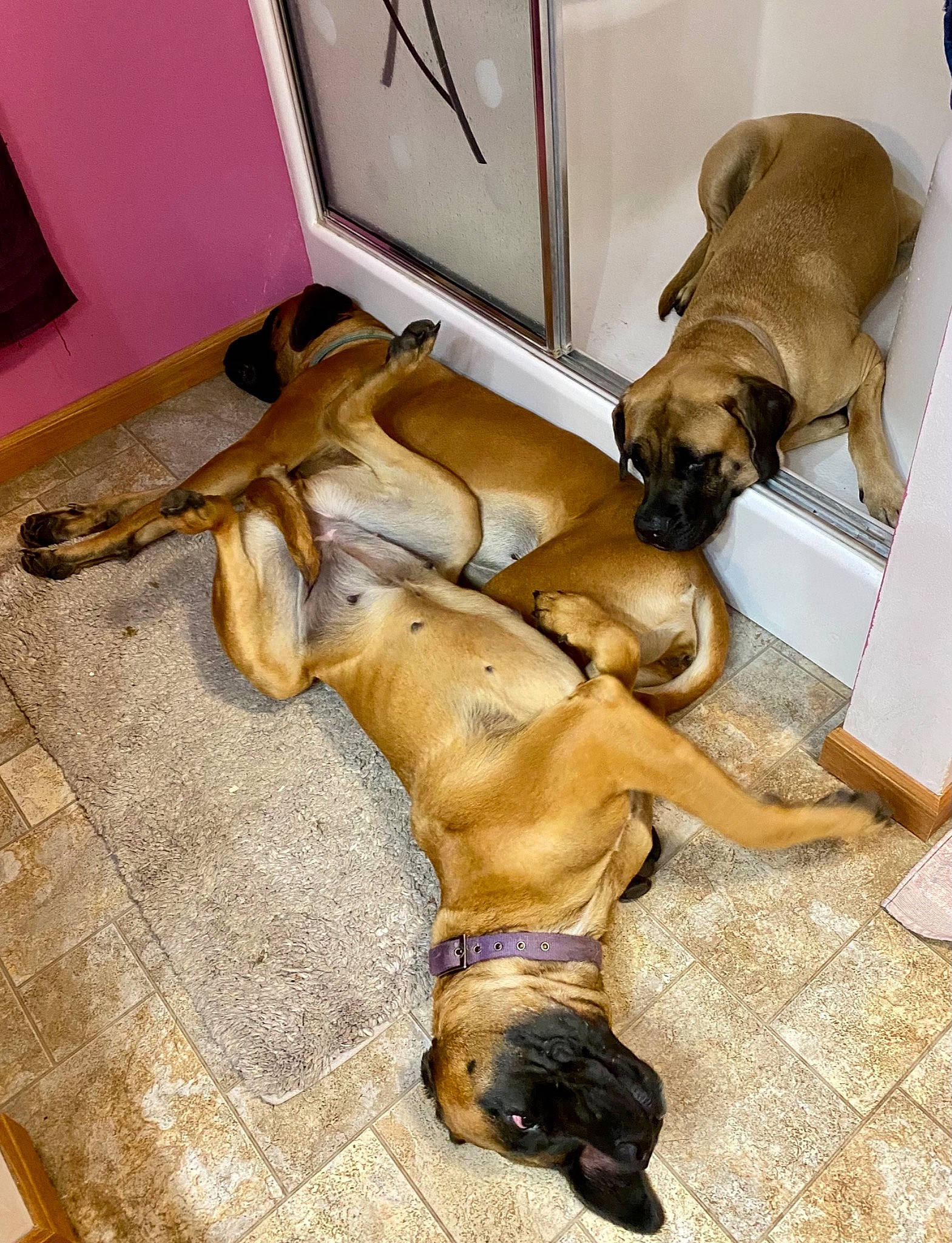 Peaches joined the competition — help win amazing prizes! bulldog, canidae, carnivore, comfort, companion_dog, dog, dog_breed, dog_supply, fawn, floor, flooring, fur, hardwood, liver, pet_supply, snout, sporting_group, tail, wood, working_animal