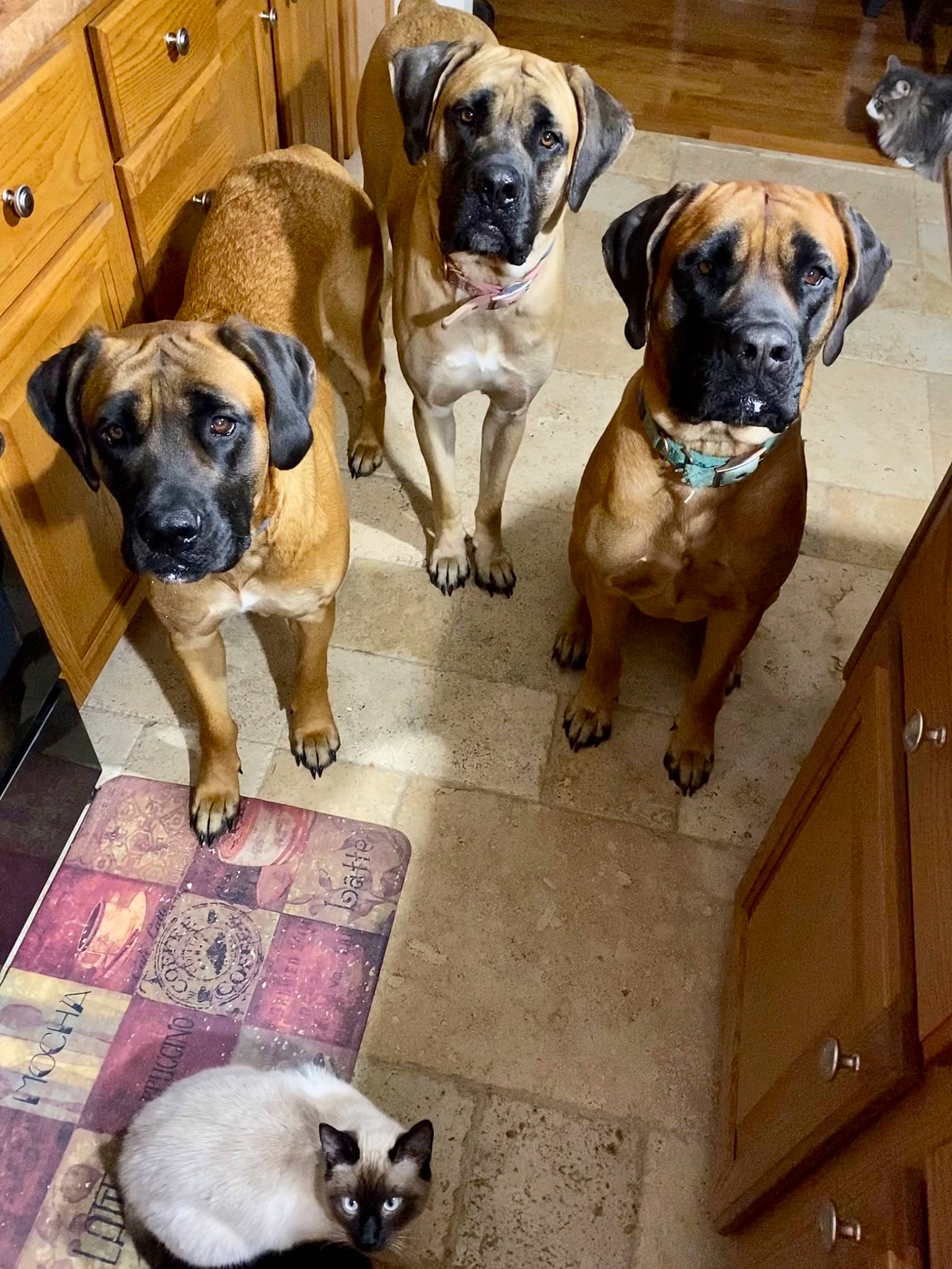 Peaches joined the competition — help win amazing prizes! carnivore, cat, collar, companion_dog, dog, dog_breed, dog_collar, fawn, felidae, mammal, photograph, siamese, small_to_medium_sized_cats, snapshot, snout, vertebrate, white, window, working_animal, wrinkle