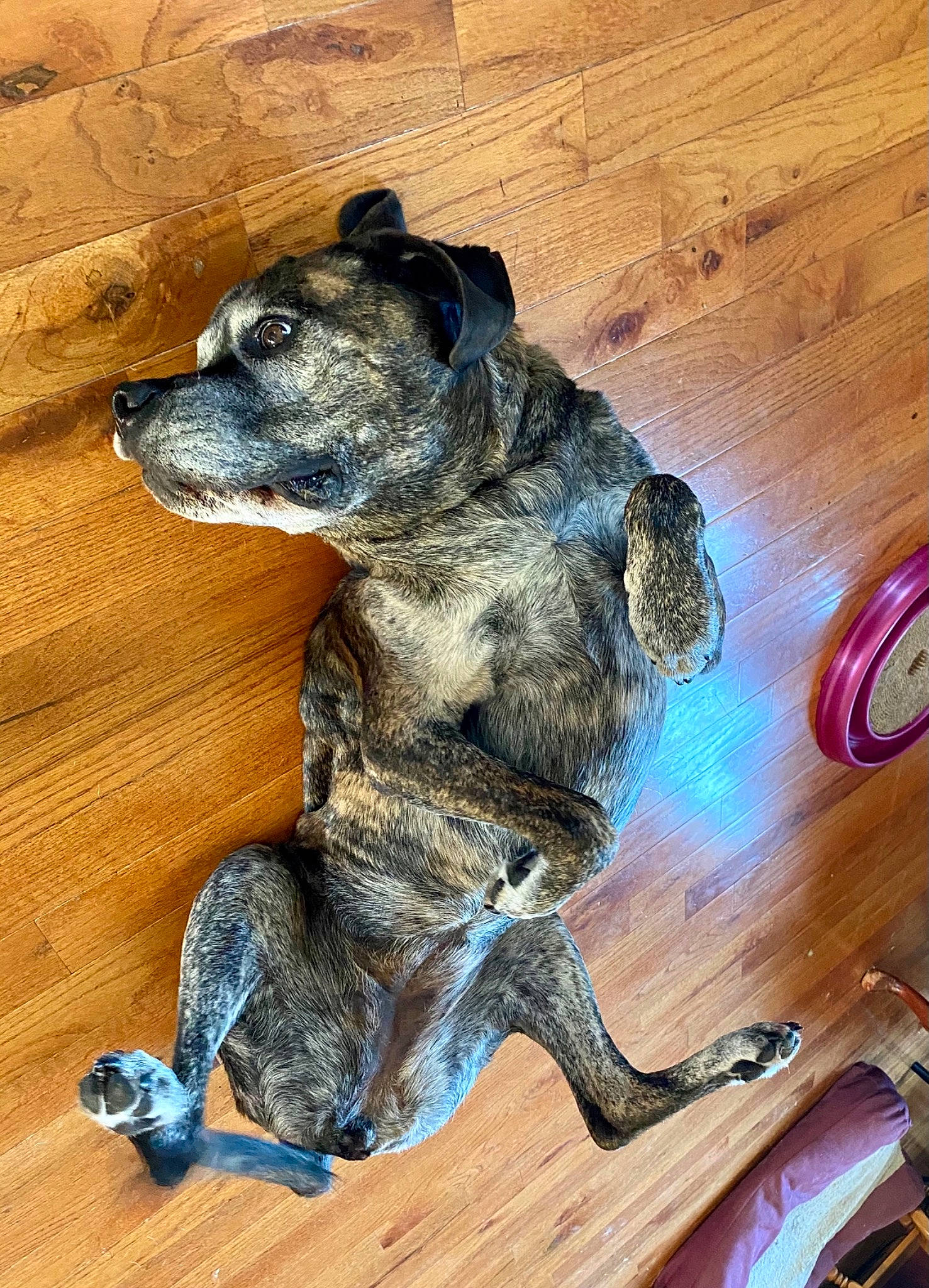 Denali is registered to the contest to win money with this photo: art, canidae, carnivore, companion_dog, dog, dog_breed, fawn, fur, guard_dog, hardwood, paw, snout, sporting_group, tail, terrestrial_animal, toy, wood, wood_stain, working_animal, working_dog