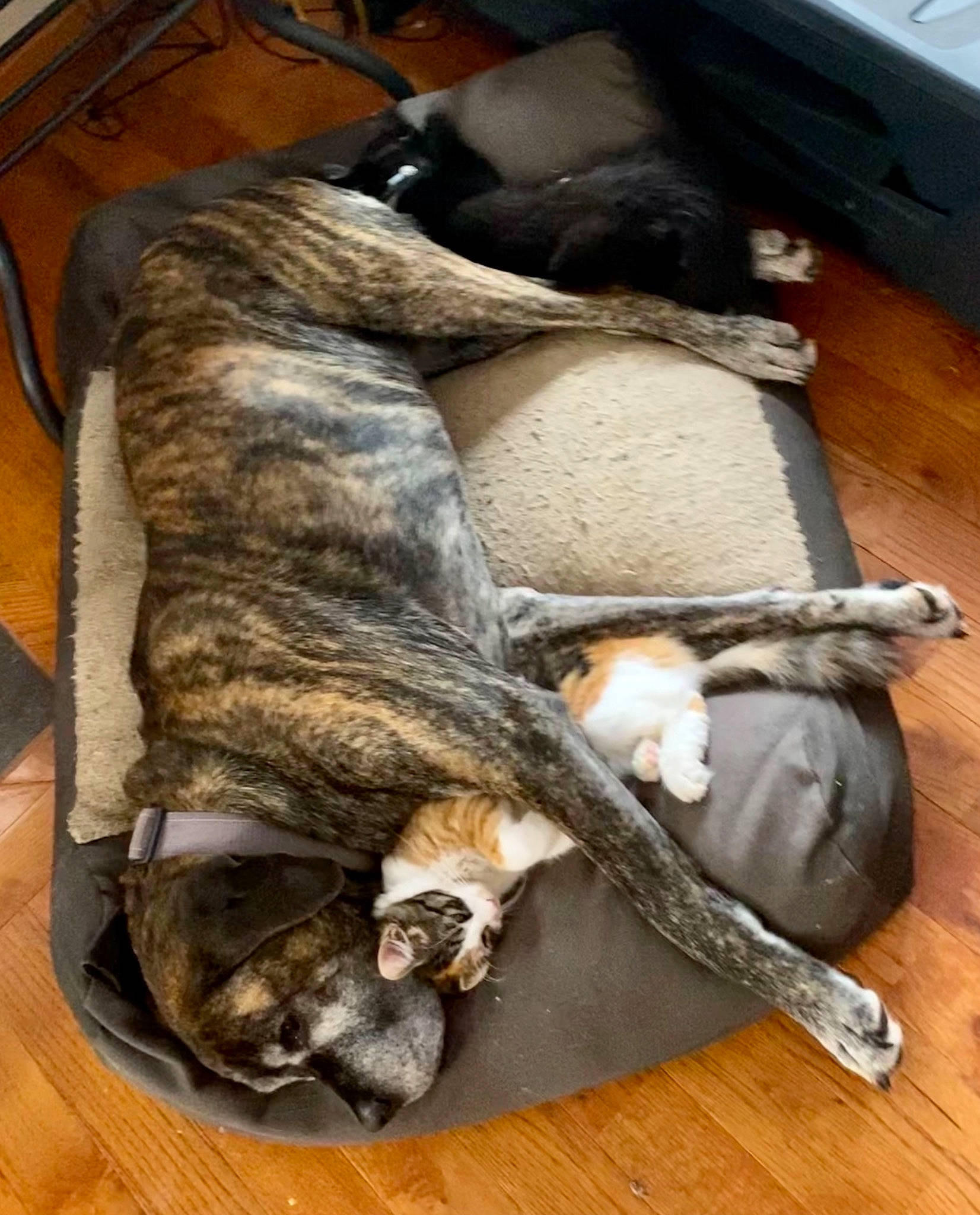 Denali joined the competition — help win amazing prizes! canidae, carnivore, comfort, companion_dog, dog, dog_breed, fawn, felidae, flooring, fur, guard_dog, hardwood, liver, mammal, nap, sporting_group, tail, wood, wood_flooring, working_animal