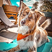 Cristal participe au concours pour gagner de l'argent avec cette photo : dog, outdoor, pet, animal, bandana, fluffy, fur, relaxed, chair, sky, clouds, sunlight, portrait, canine, nature, summer, backyard, furniture, happy, daytime
