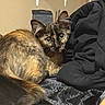 cat, tortoiseshell, feline, pet, animal, curious, cozy, indoor, black_fabric, fur, whiskers, ears, tail, resting, cute, eyes, portrait, closeup, domestic_cat, mammal