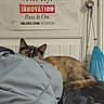 Charizard is registered to the contest to win money with this photo: cat, blanket, bed, poster, indoor, curious, animal, feline, face, fur, resting, cozy, wall, decor, motivation, text, doorknob, string, fabric, peeking